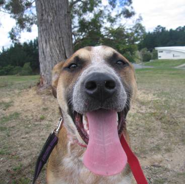 One of the beautiful animals who benefit from the Taupo SPCA�s upgrade